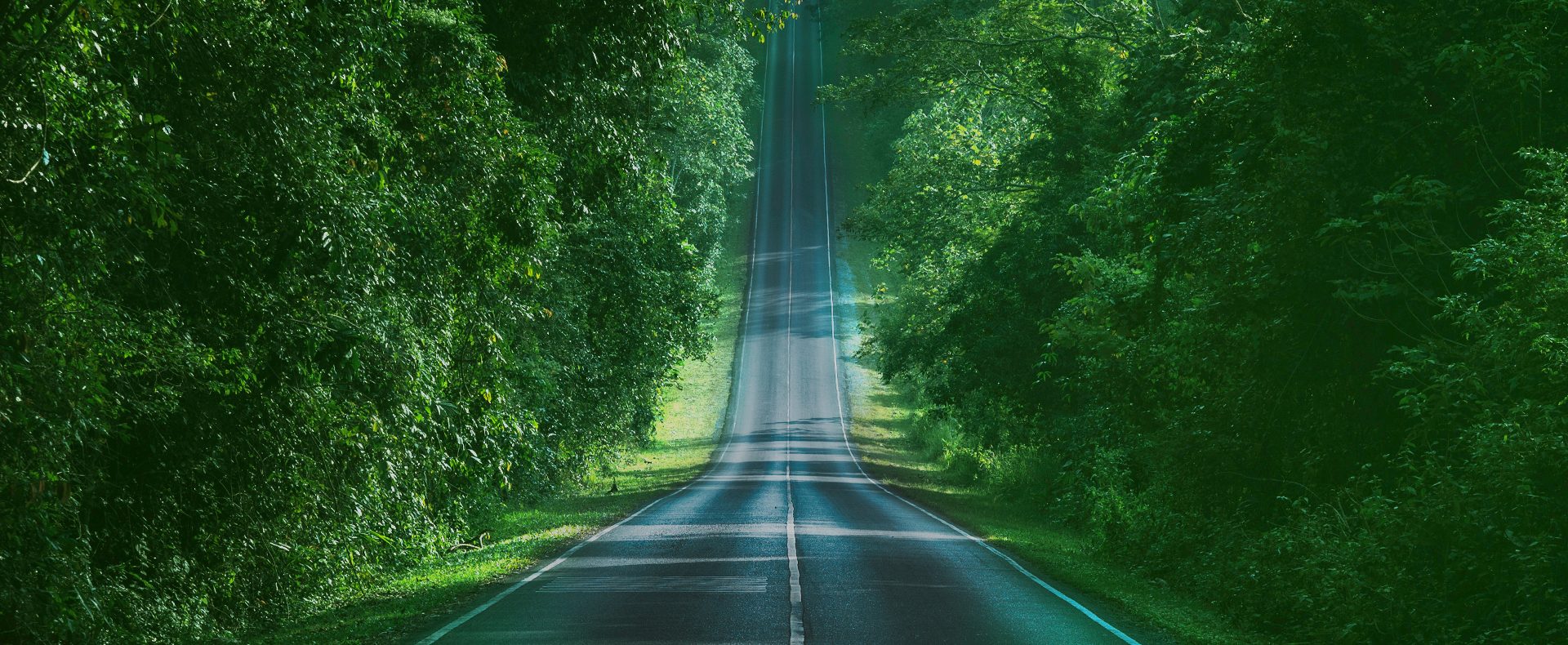 강남 김준정신건강의학과의 메인 배경, 편안함과 안정감을 주는 숲 풍경